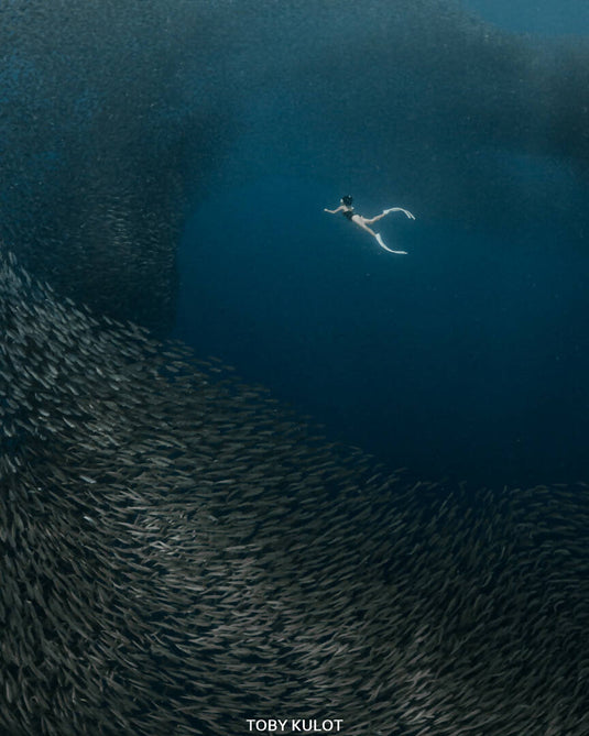 Moalboal Island Hopping (Pescador Island + Sardines Run + Turtle Bay)