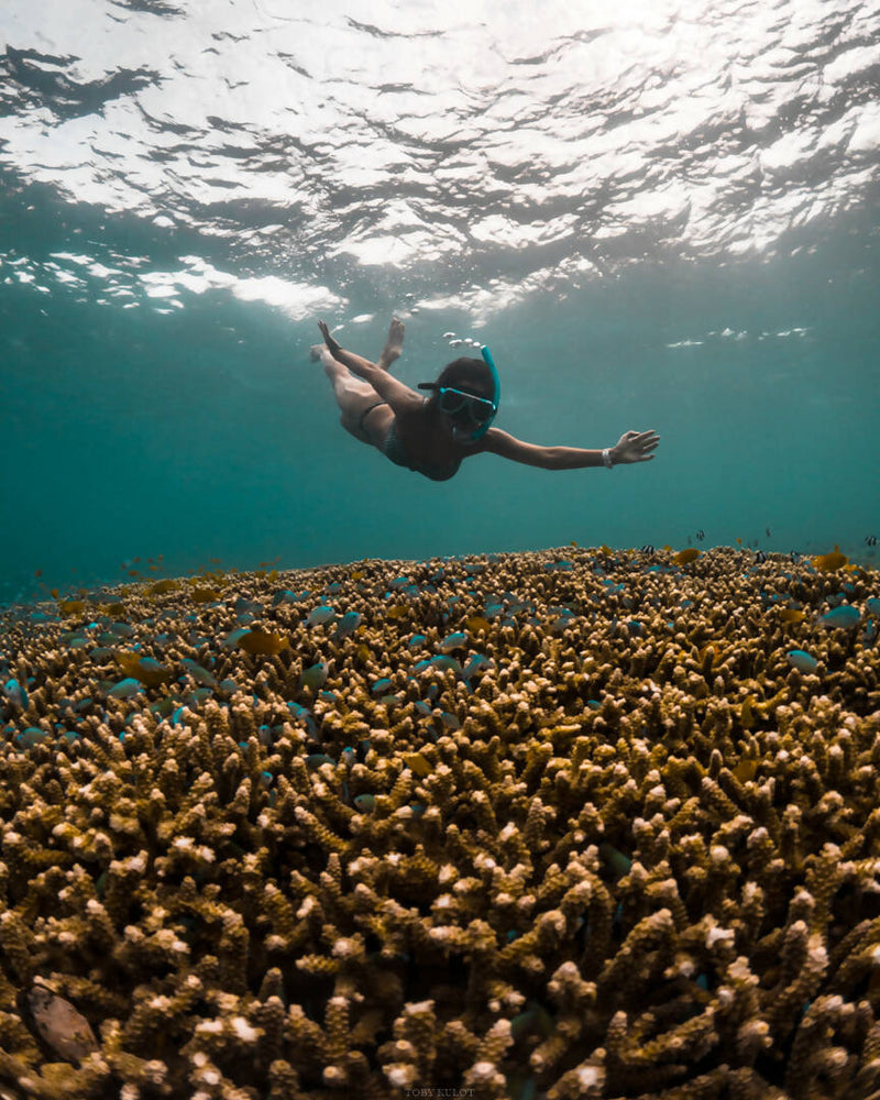 Load image into Gallery viewer, Moalboal Island Hopping (Pescador Island + Sardines Run + Turtle Bay)
