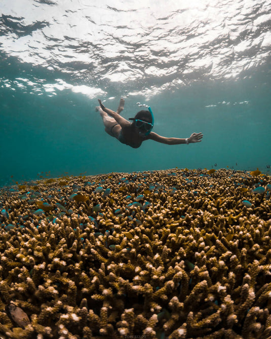 Moalboal Island Hopping (Pescador Island + Sardines Run + Turtle Bay)