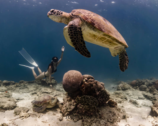 Sardine Run + Turtle Bay