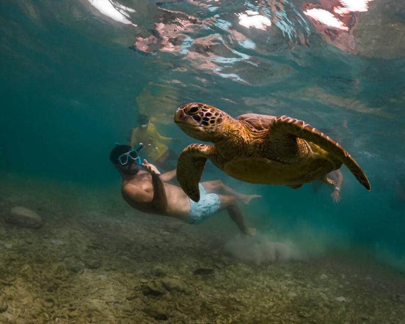 Load image into Gallery viewer, Sardines Run + Turtle Bay and Kawasan Canyoneering Adventure
