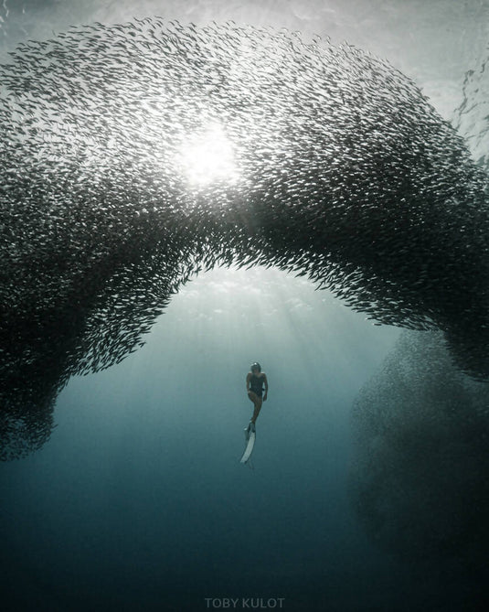 Sardines Run + Turtle Bay and Kawasan Canyoneering Adventure