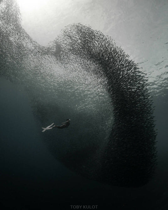 Sardine Run + Turtle Bay