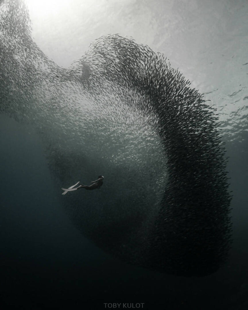 Load image into Gallery viewer, Freedive in Moalboal and Kawasan Canyoneering Adventure
